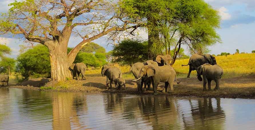 Tarangire National Park — Tanzania