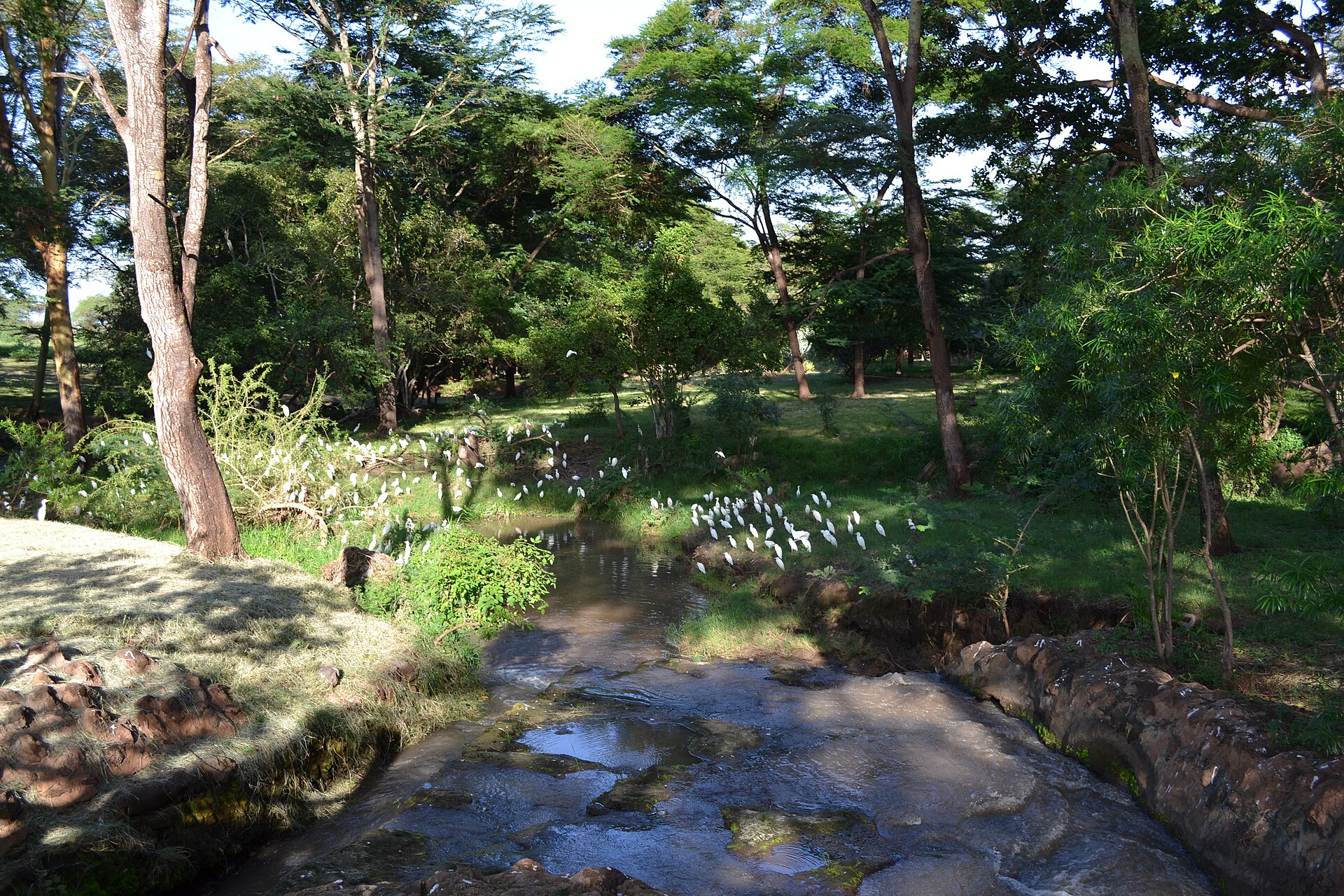 A tented camp in the southern wilderness
