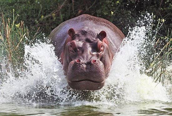 Katavi National Park — Tanzania
