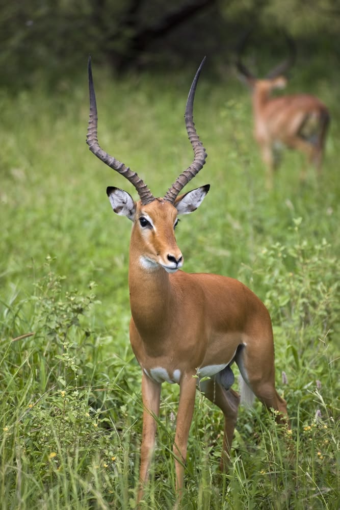 Serengeti National Park — Tanzania