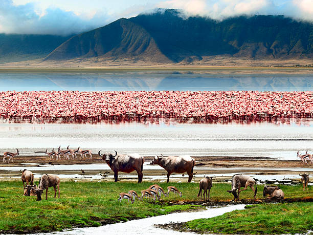 Lake Manyara National Park — Tanzania