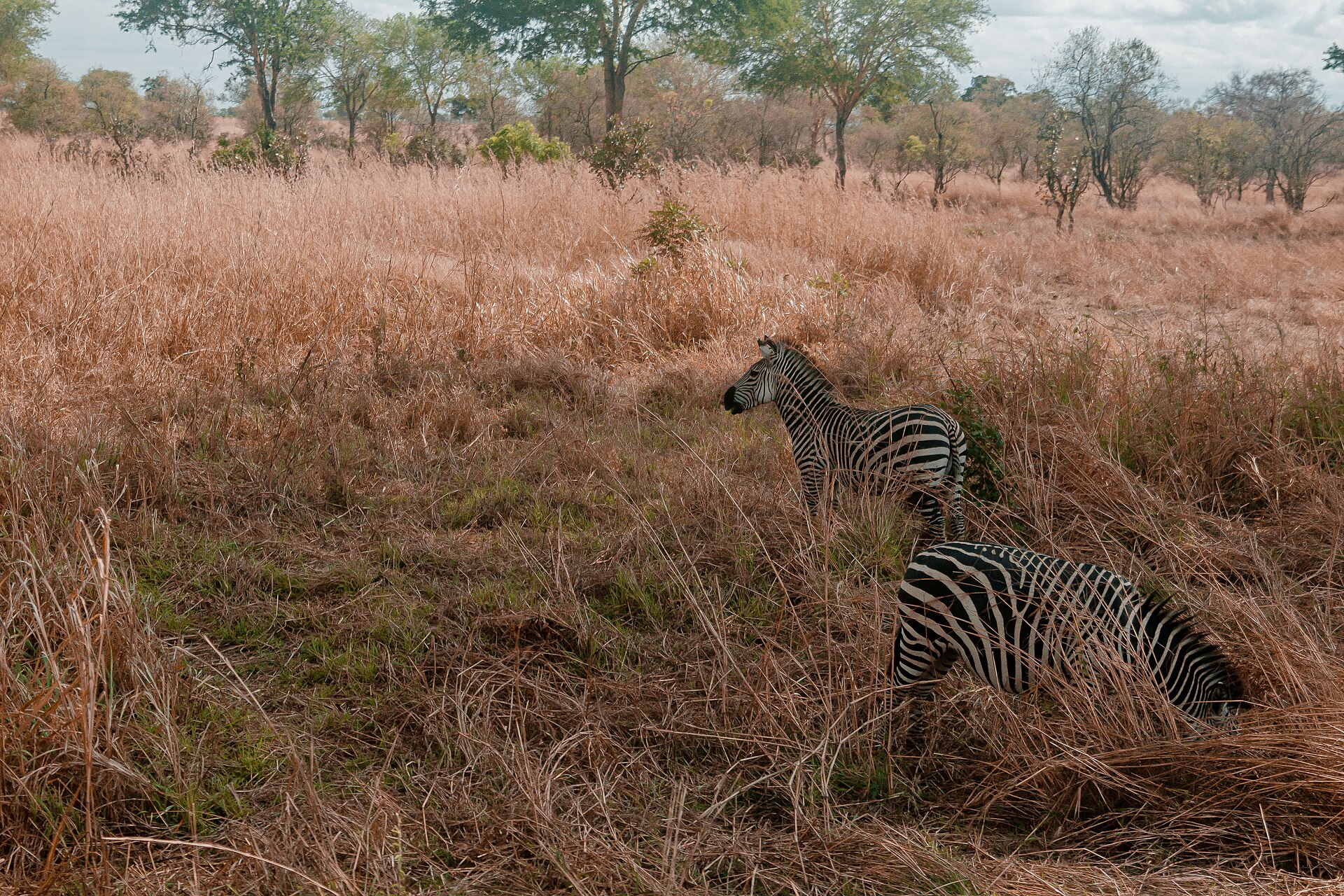 Mikumi National Park — Tanzania