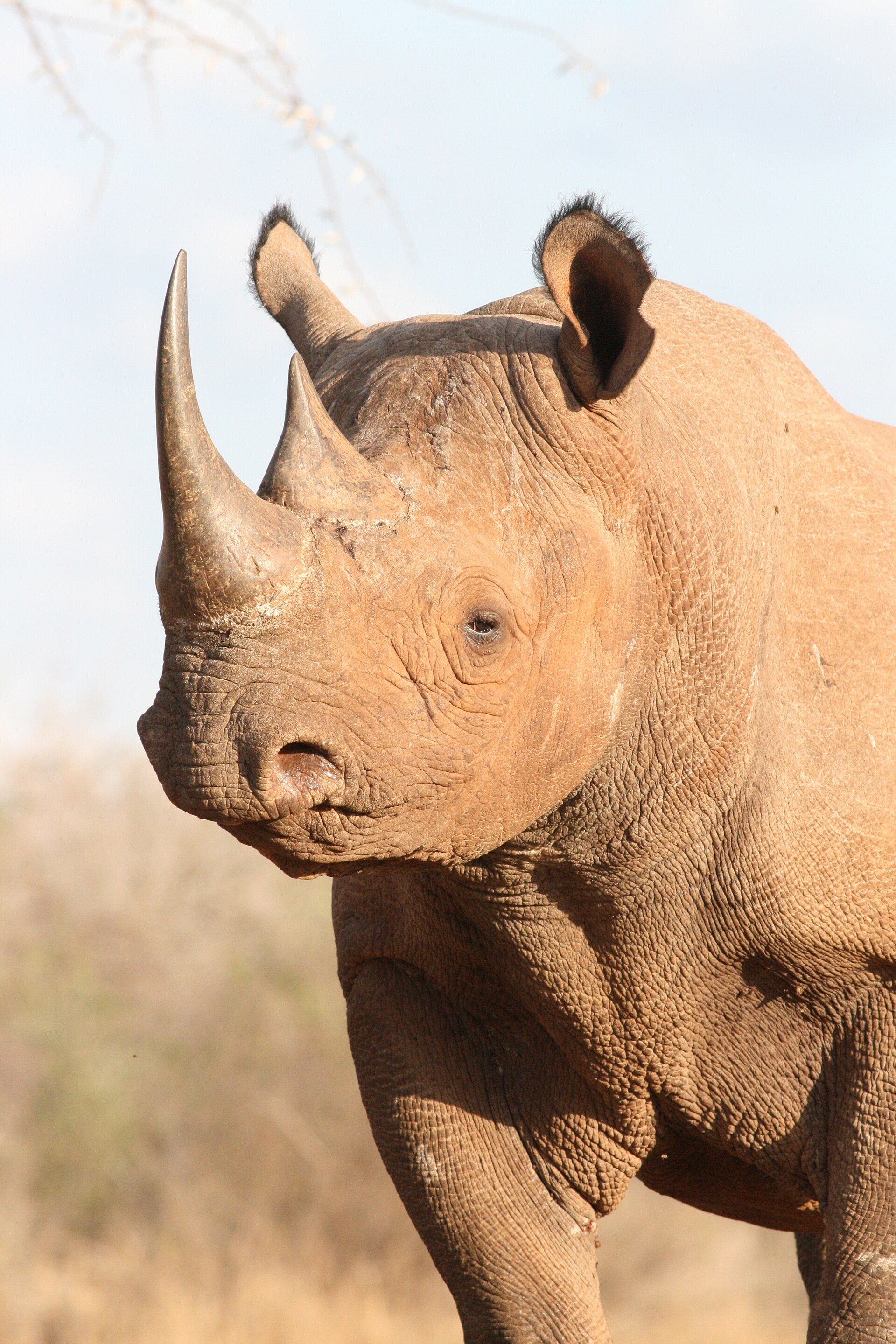 Mkomazi National Park — Tanzania