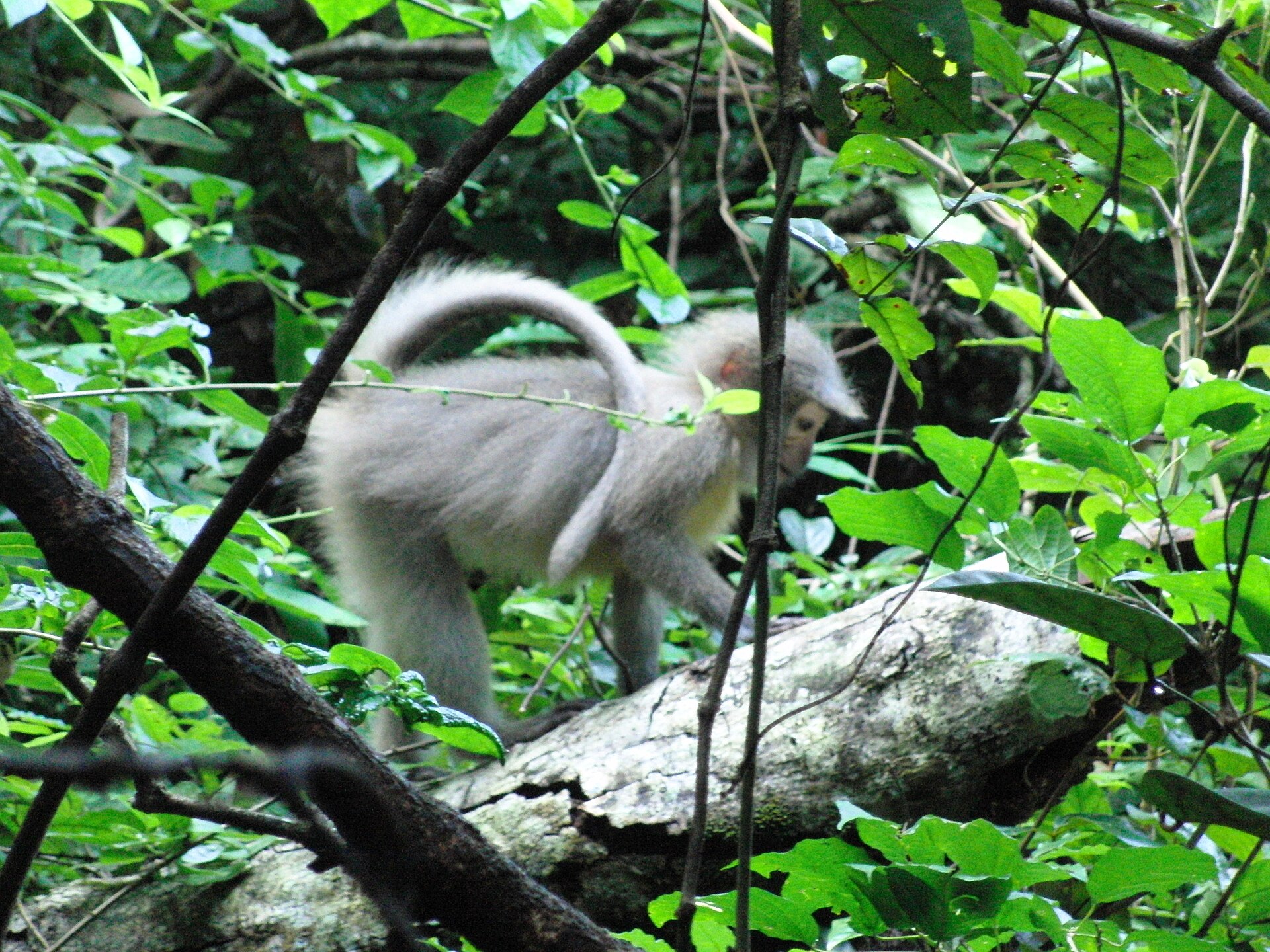 Udzungwa Mountains National Park — Tanzania